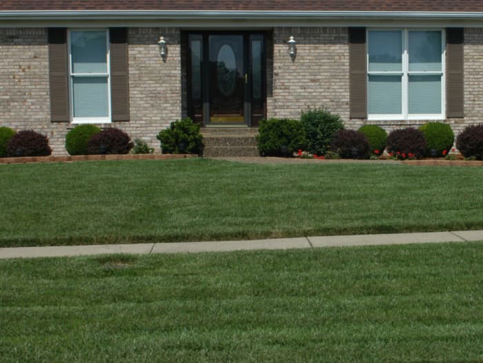 Lawn in Louisville, KY after planting Titan Ltd..