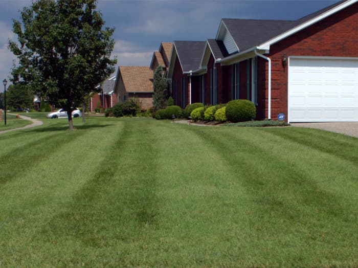 Lawn in Louisville, KY after planting Titan Ltd..