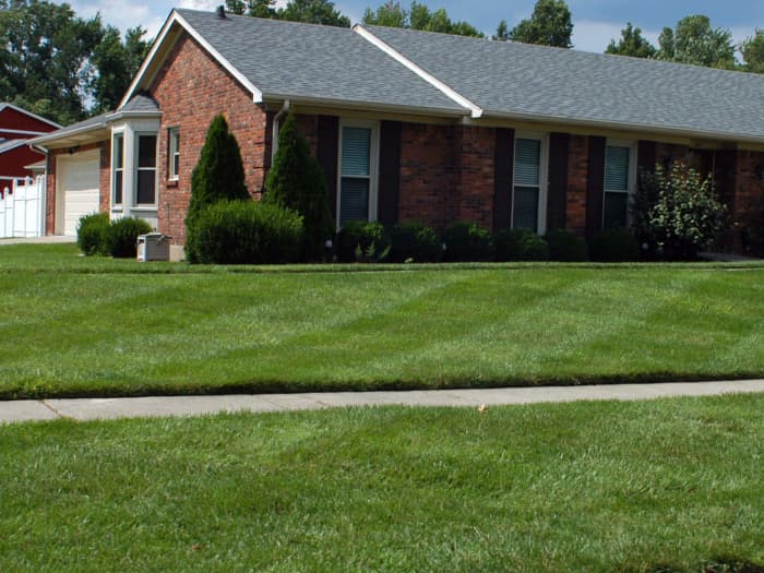 Lawn in Louisville, KY after planting Titan Ltd..