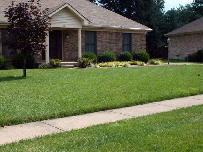 Lawn in Louisville, KY after planting Titan Ltd..