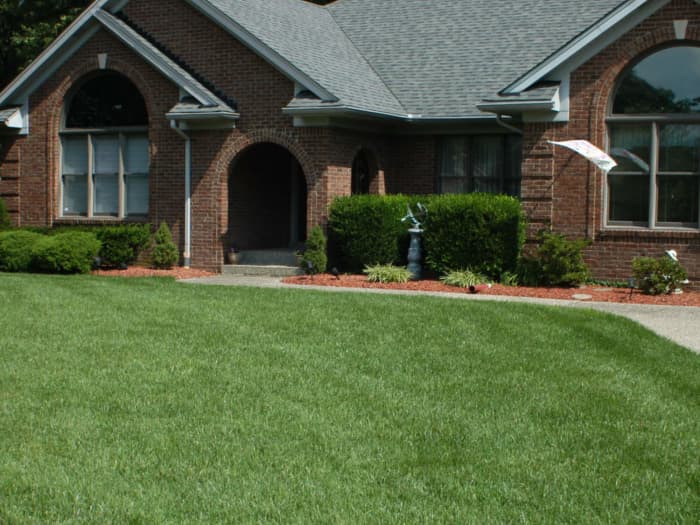 Lawn in Louisville, KY after planting Titan Ltd..