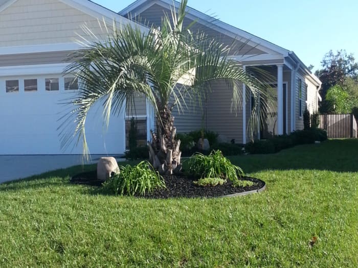Lawn in Myrtle Beach, SC after planting Titan Rx.