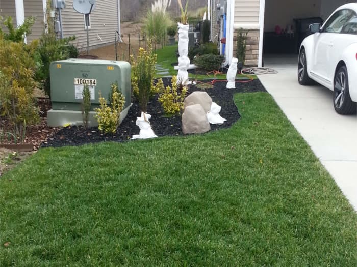 Lawn in Myrtle Beach, SC after planting Titan Rx.