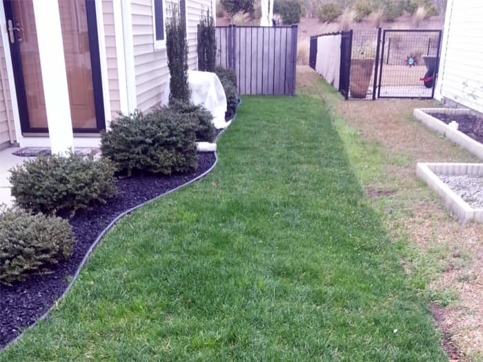 Lawn in Myrtle Beach, SC after planting Titan Rx.