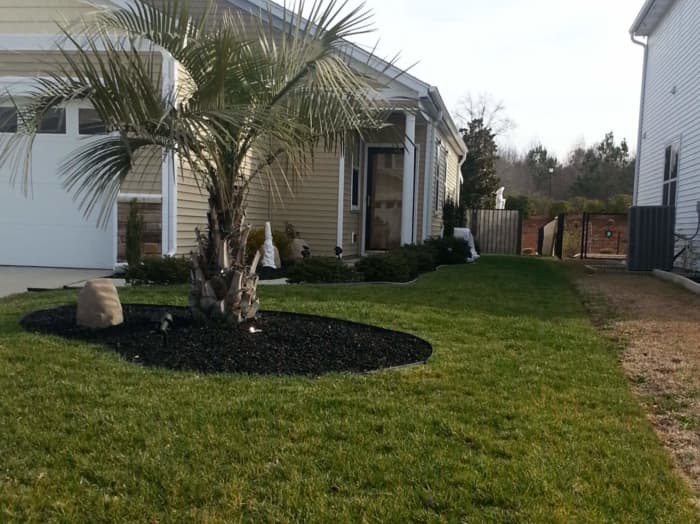 Lawn in Myrtle Beach, SC after planting Titan Rx.