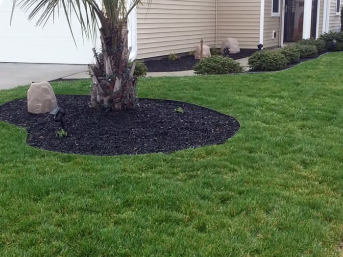 Lawn in Myrtle Beach, SC after planting Titan Rx.