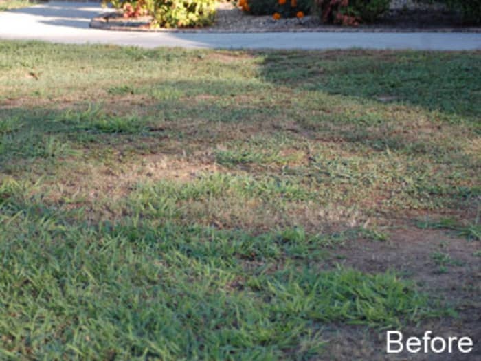 Lawn in Eastern Tennessee before planting Titan Rx.