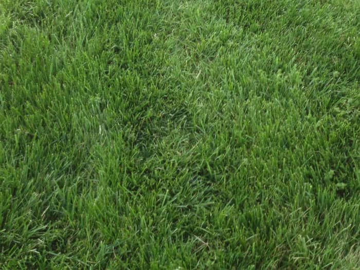 Lawn in Marysville, OH after planting Titan Rx.