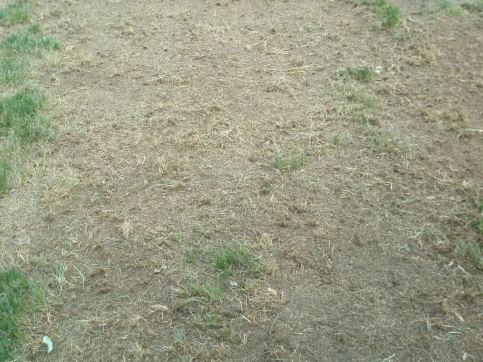 Lawn in Marysville, OH before planting Titan Rx.