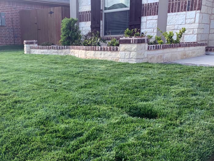Titan Rx lawn in Fort Worth, TX - April 2022.
