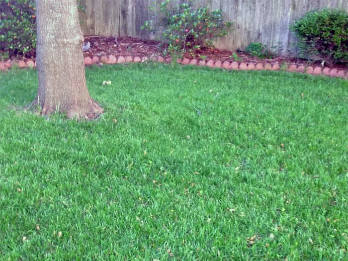 Lawn in Cleveland, MS after planting TLC Blend.