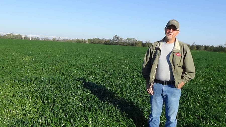 Big Boss Tetraploid Annual Ryegrass