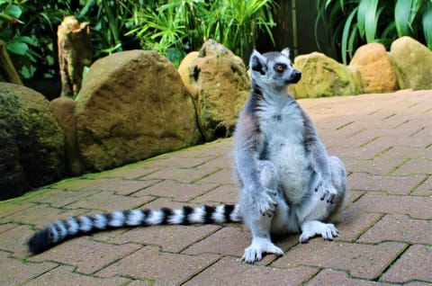 Katta lemur 4.JPG