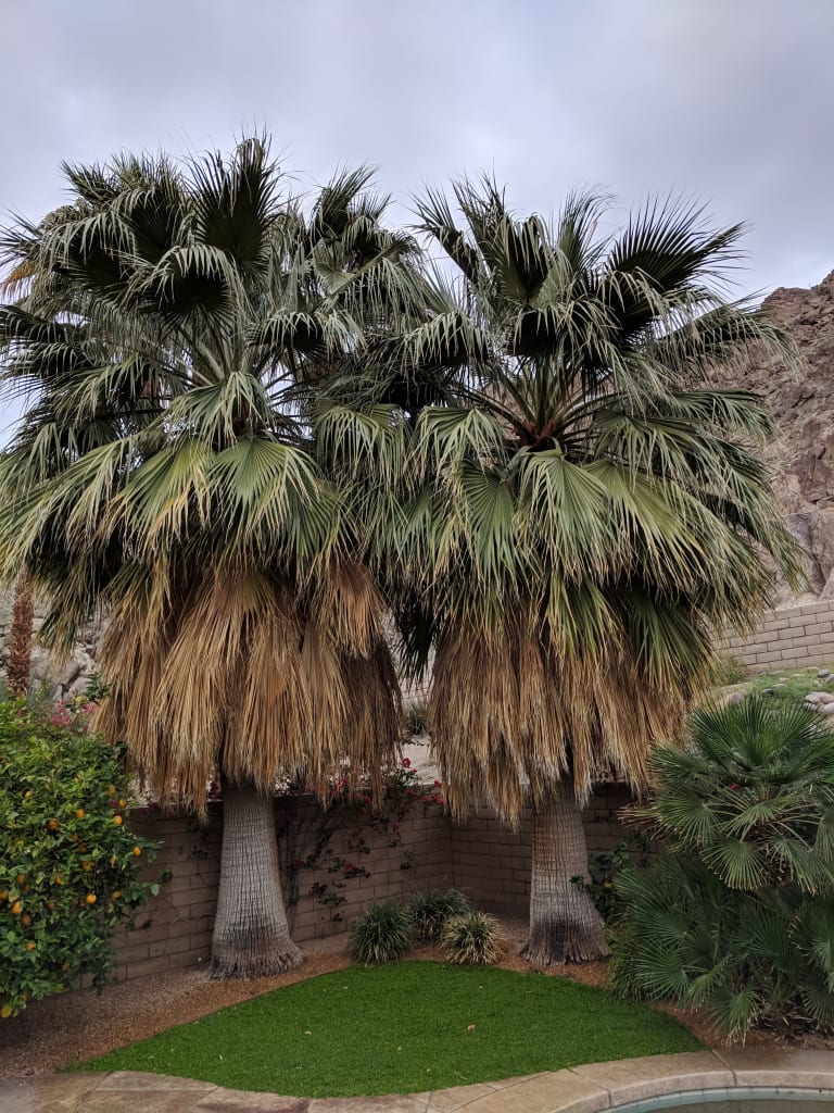 Washingtonia filifera