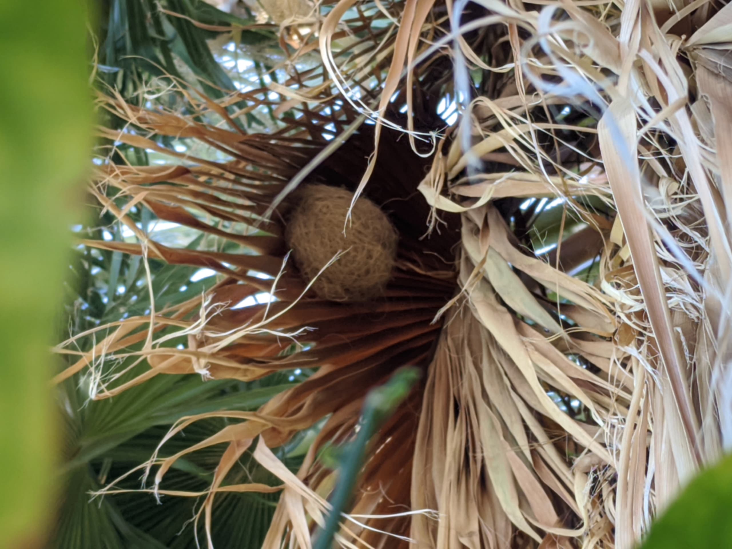 Hooded Oriole nest