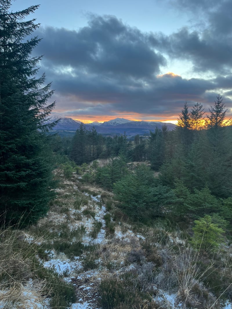 Sunset over the Highlands through the forestry on the descent