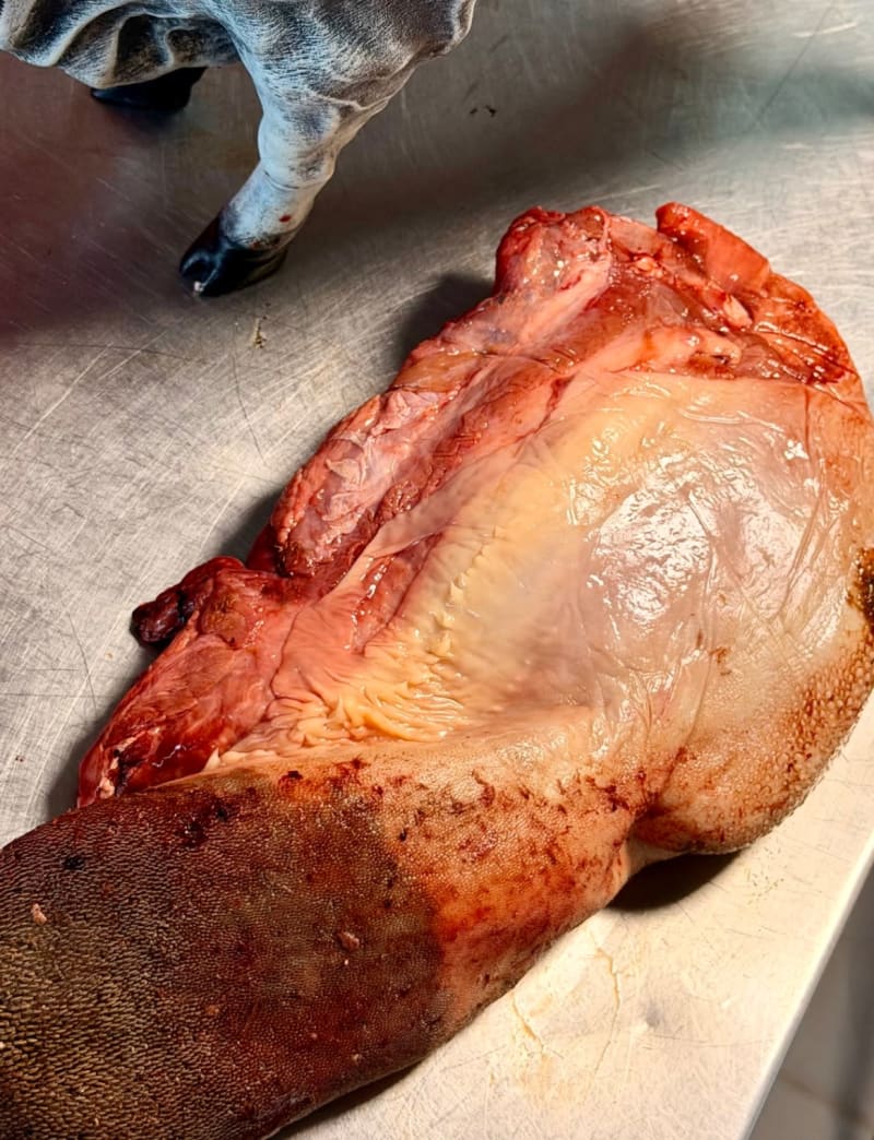 Lengua de Res 1