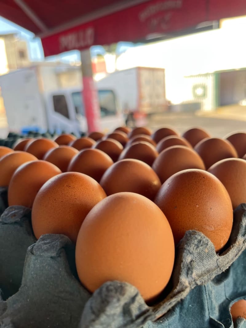 Panal de Huevos AA 1
