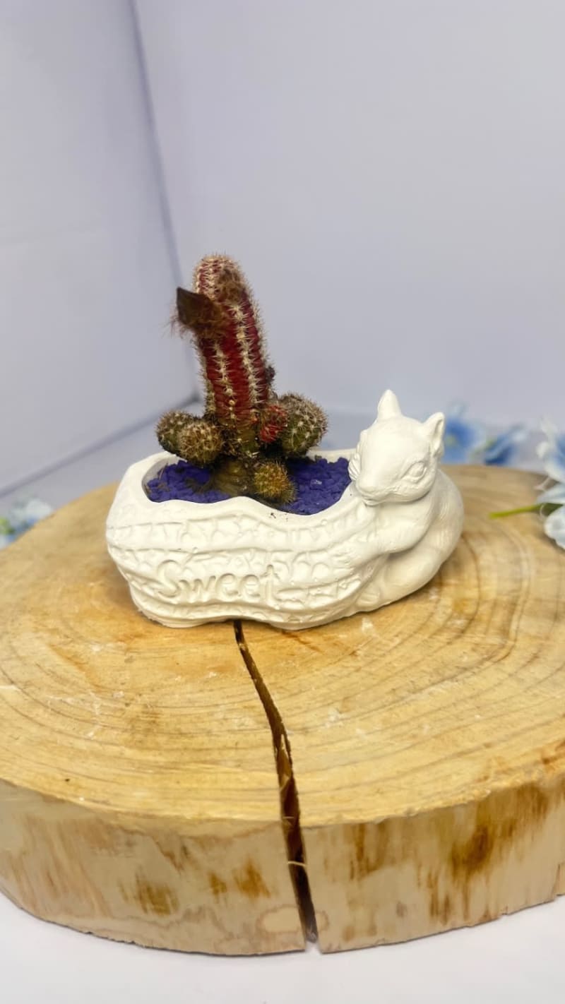 Ardilla y Cacahuate 2
