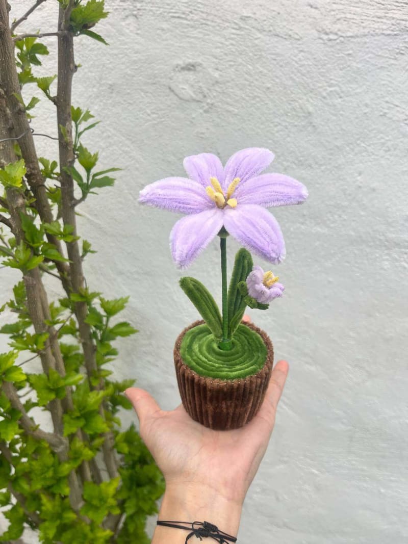 Macetas con flores eternas - 22cm 3