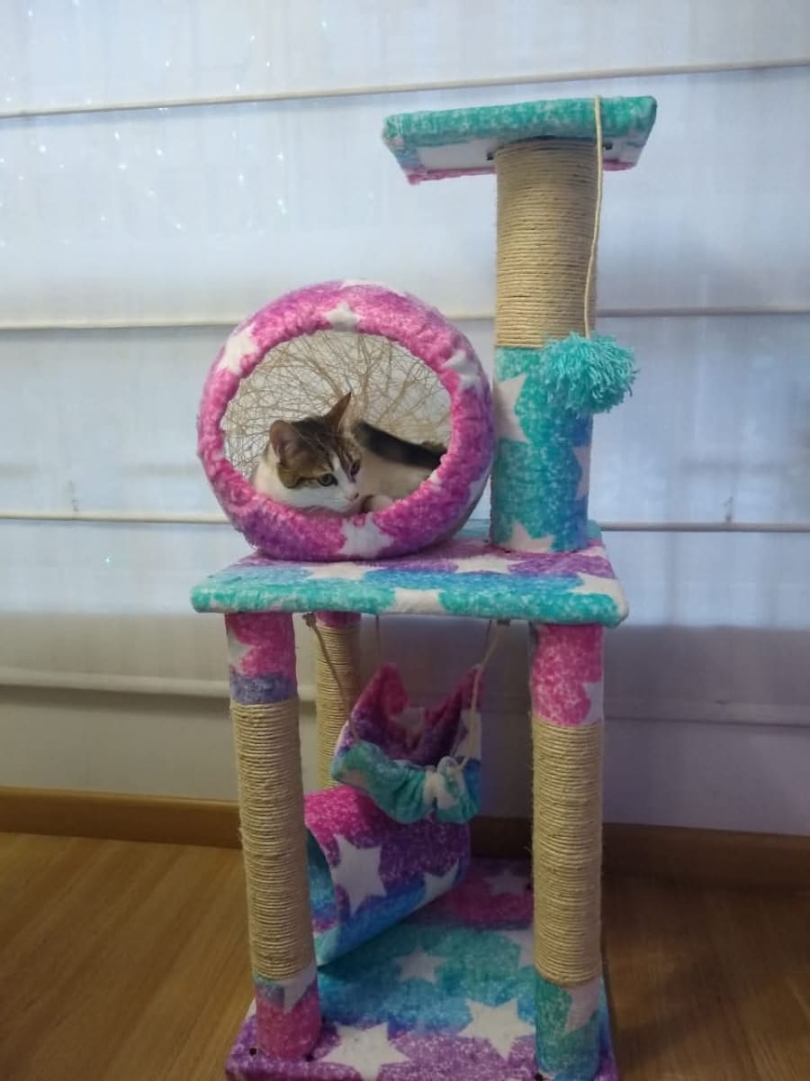 Rascadores y gimnasios 7