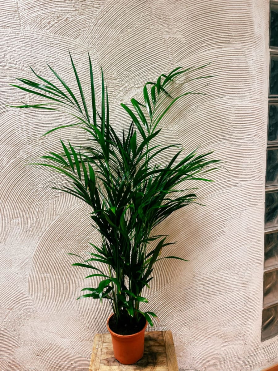 Areca 1