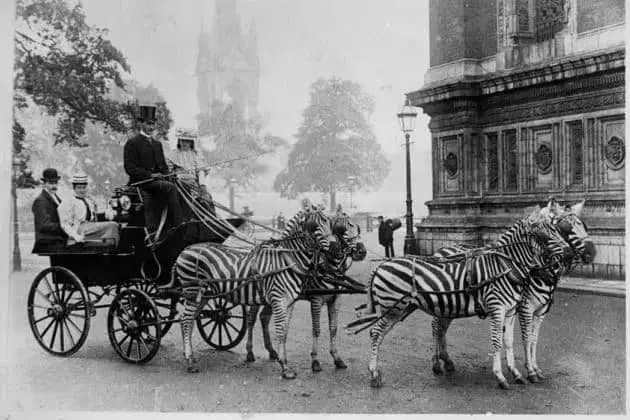 Lady Meux's zebra-drawn carriage in Victorian London