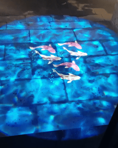 Real photo of koi fish projected on blue tile floor