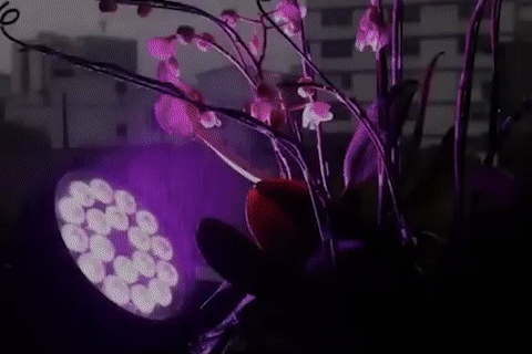 Real photo of white flower pattern projected on purple plant