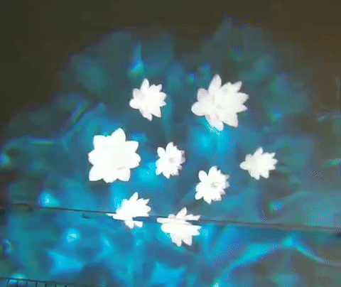 Real photo of white flower pattern projected on blue background
