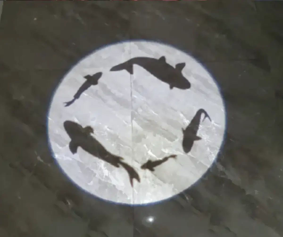 White circle of swimming fish silhouettes cast on dark marble, a subtle floor projection accent