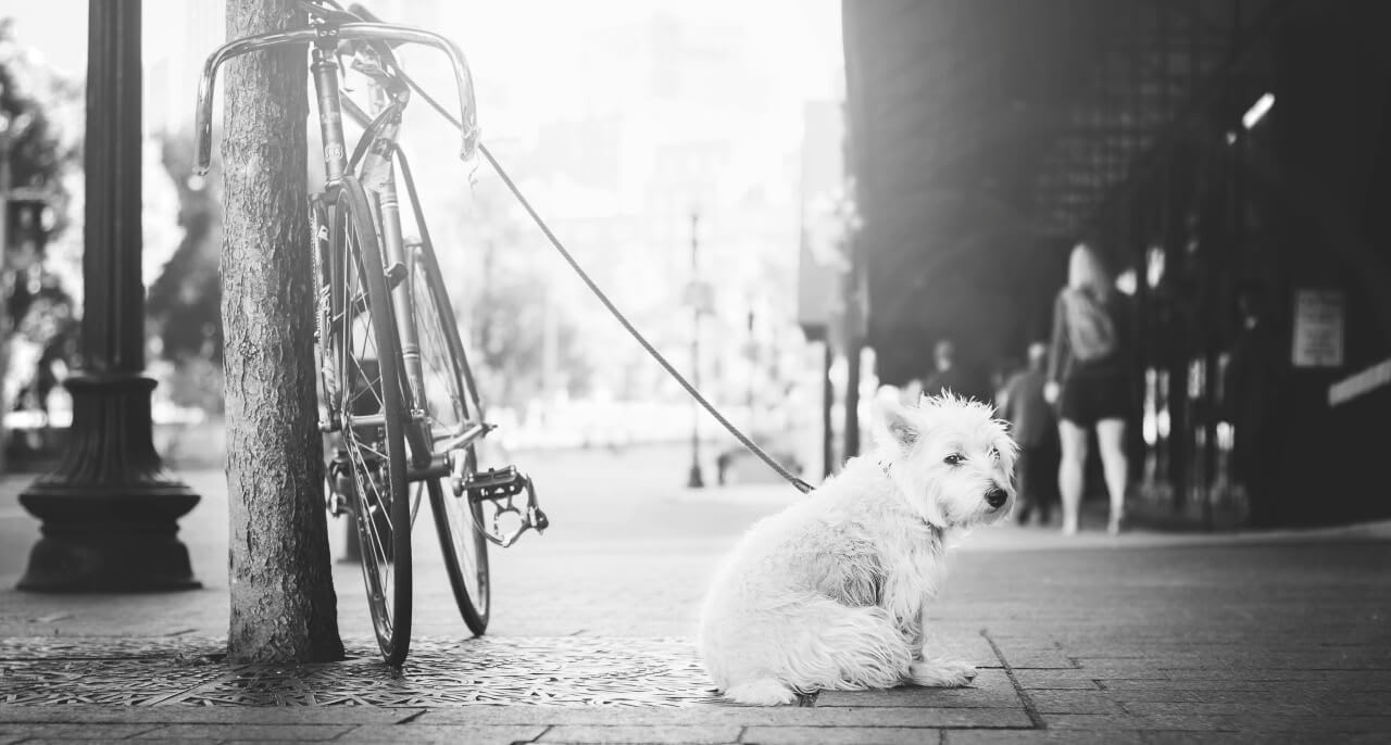 A dog looking miffed as it waits for its owner.