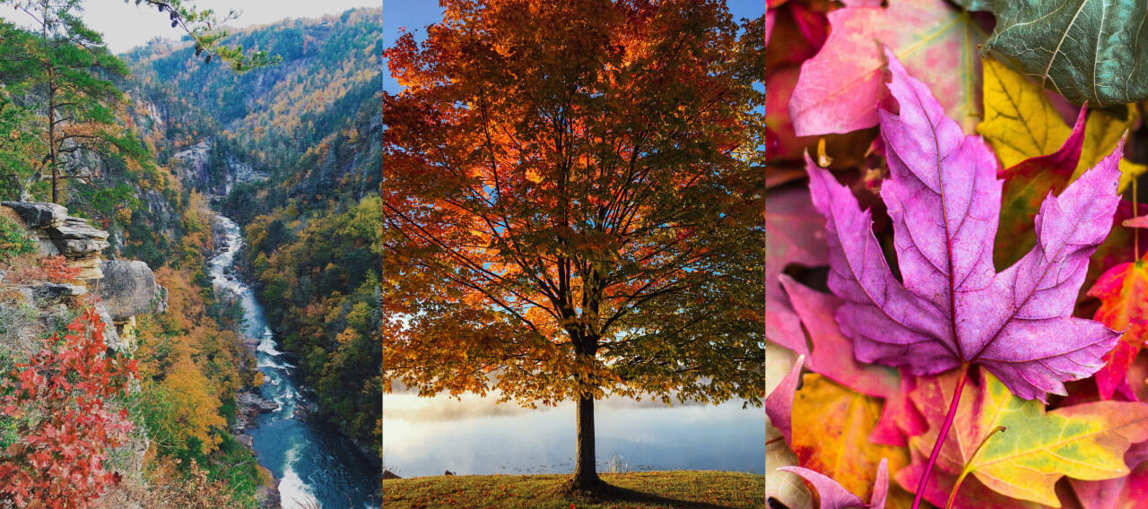 A forest, a tree, and a leaf.