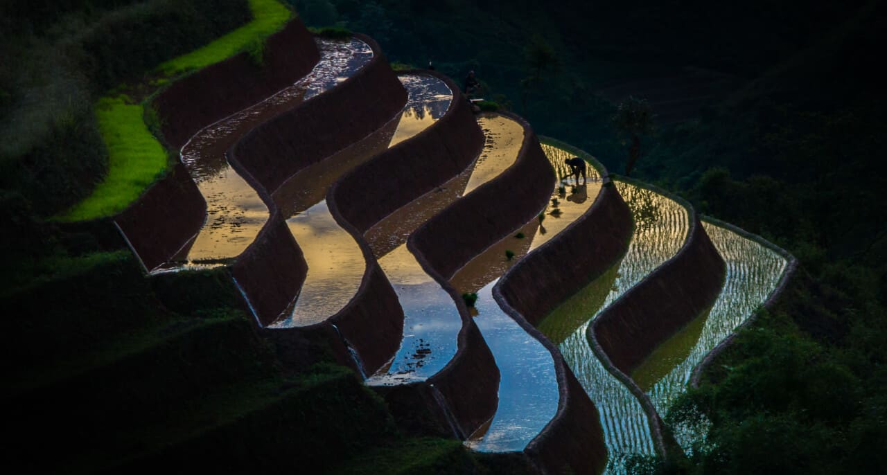 Rice paddies in Vietnam.