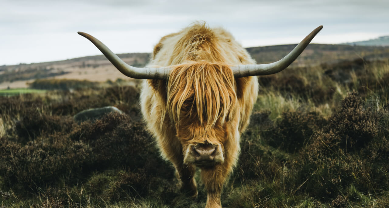 Close-up photo of a yak.