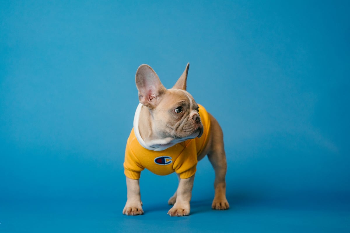 A French bulldog in an orange hoodie against a blue background.