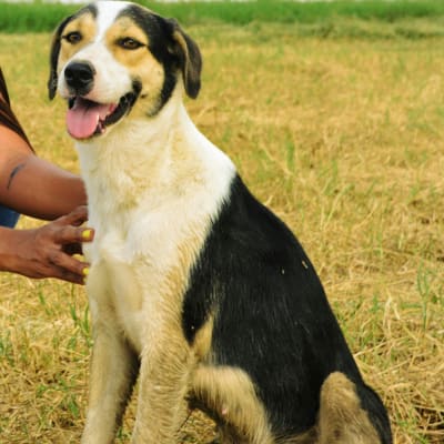 woman crouching with a white and black dog