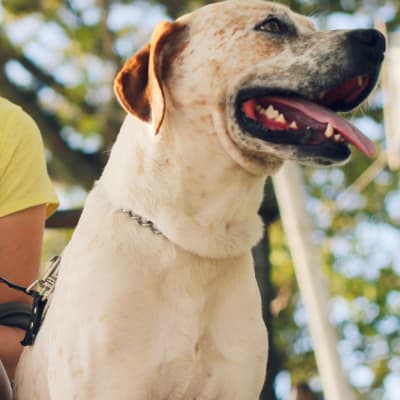 woman in yellow tank top sitting beside white short coated dog