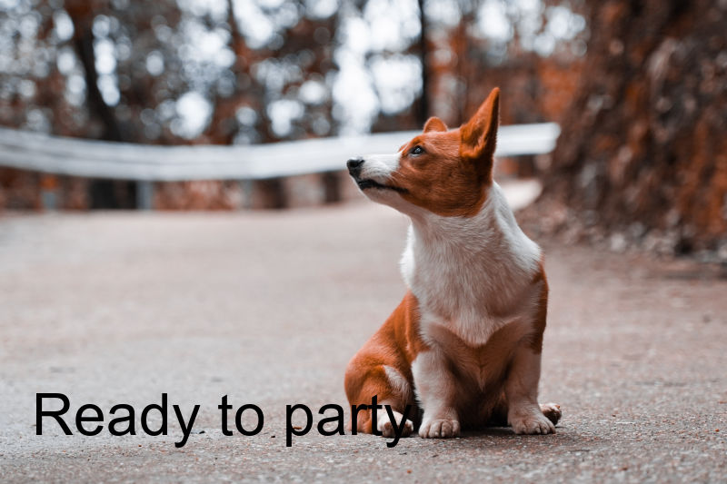 Corgi with the text “Ready to party” overlaid.