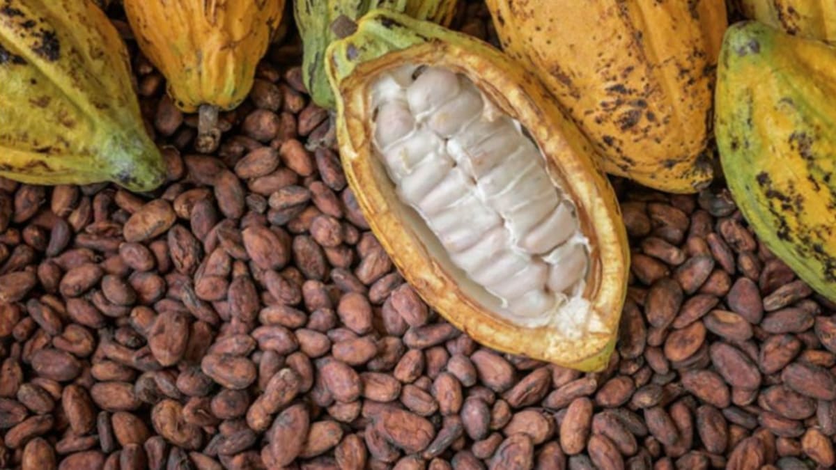 US Demand Drives 554% Surge In Nigerian Cocoa Exports To $142m