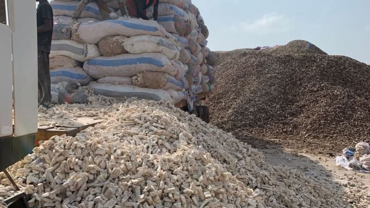 WILL DRIED CASSAVA/CASSAVA CHIPS BECOME CHEAPER OR MORE EXPENSIVE DURING THE DRY SEASON?