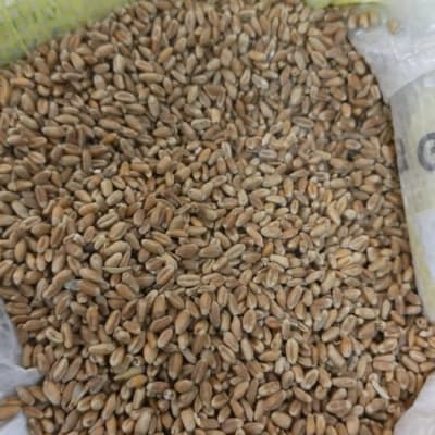 Wheat