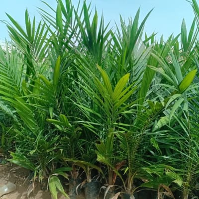 Oil Palm Seedling