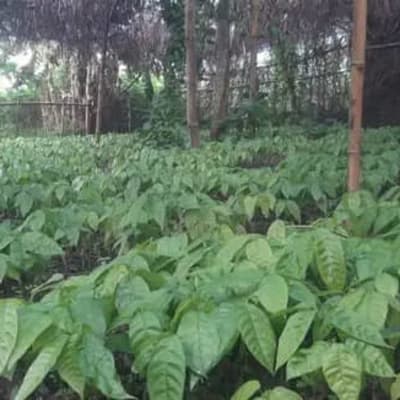 Cocoa Seedlings