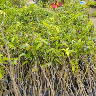 Mango Seedling