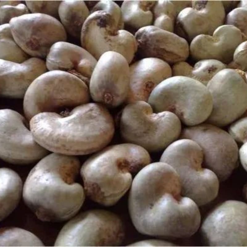 Raw Cashew Nuts (RCN)