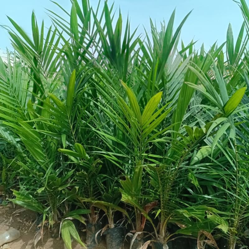 Oil Palm Seedling