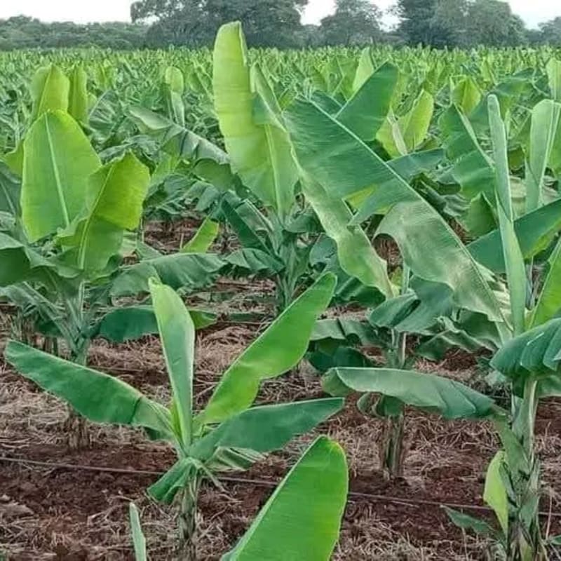 Plantain Sucker