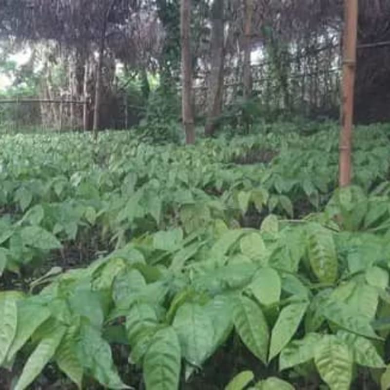 Cocoa Seedlings
