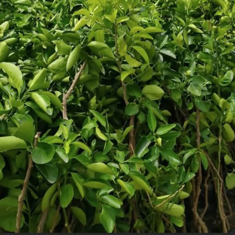 Orange Seedling